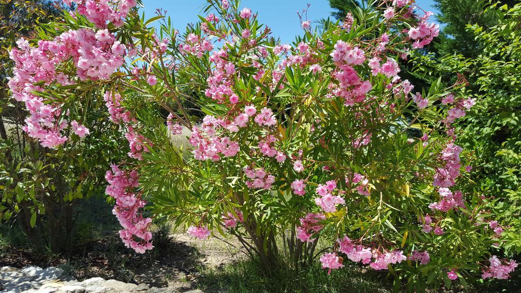 Lamanderie En Provence Bed and Breakfast Alleins Camera foto